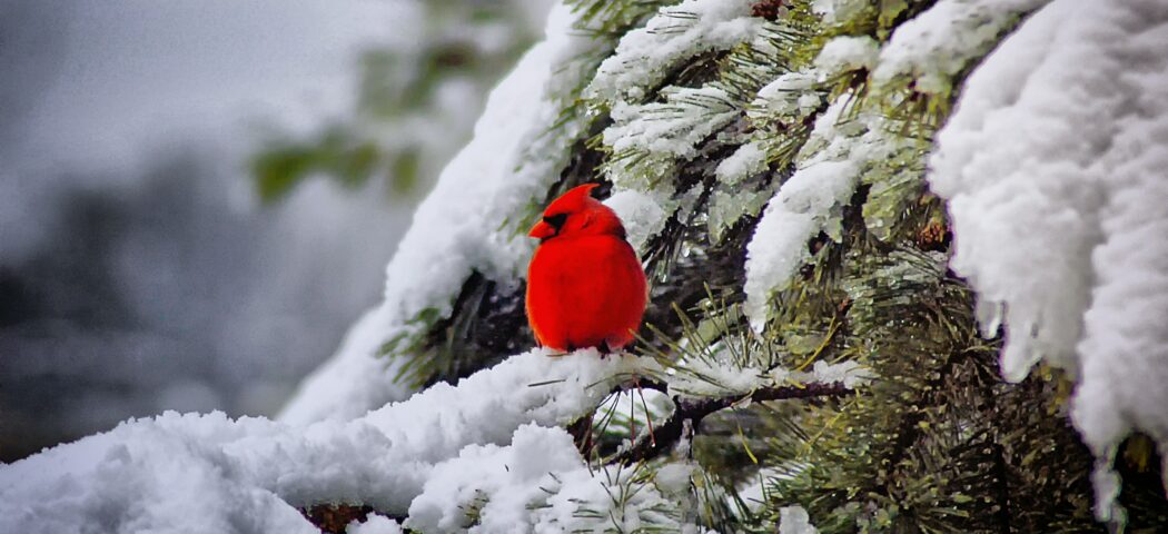 Il Pettirosso e Babbo Natale